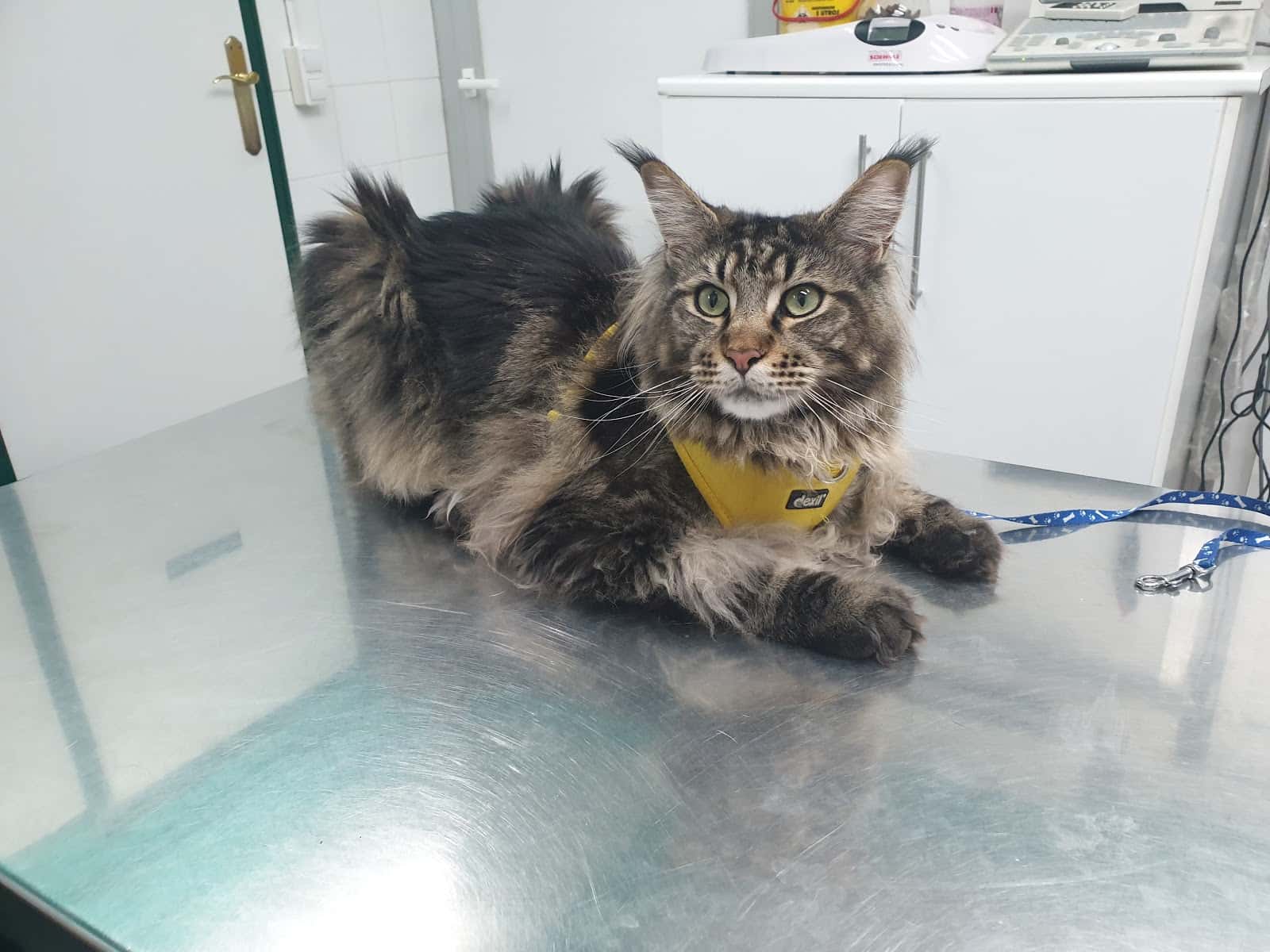 Veterinari Dispensari del Vallès