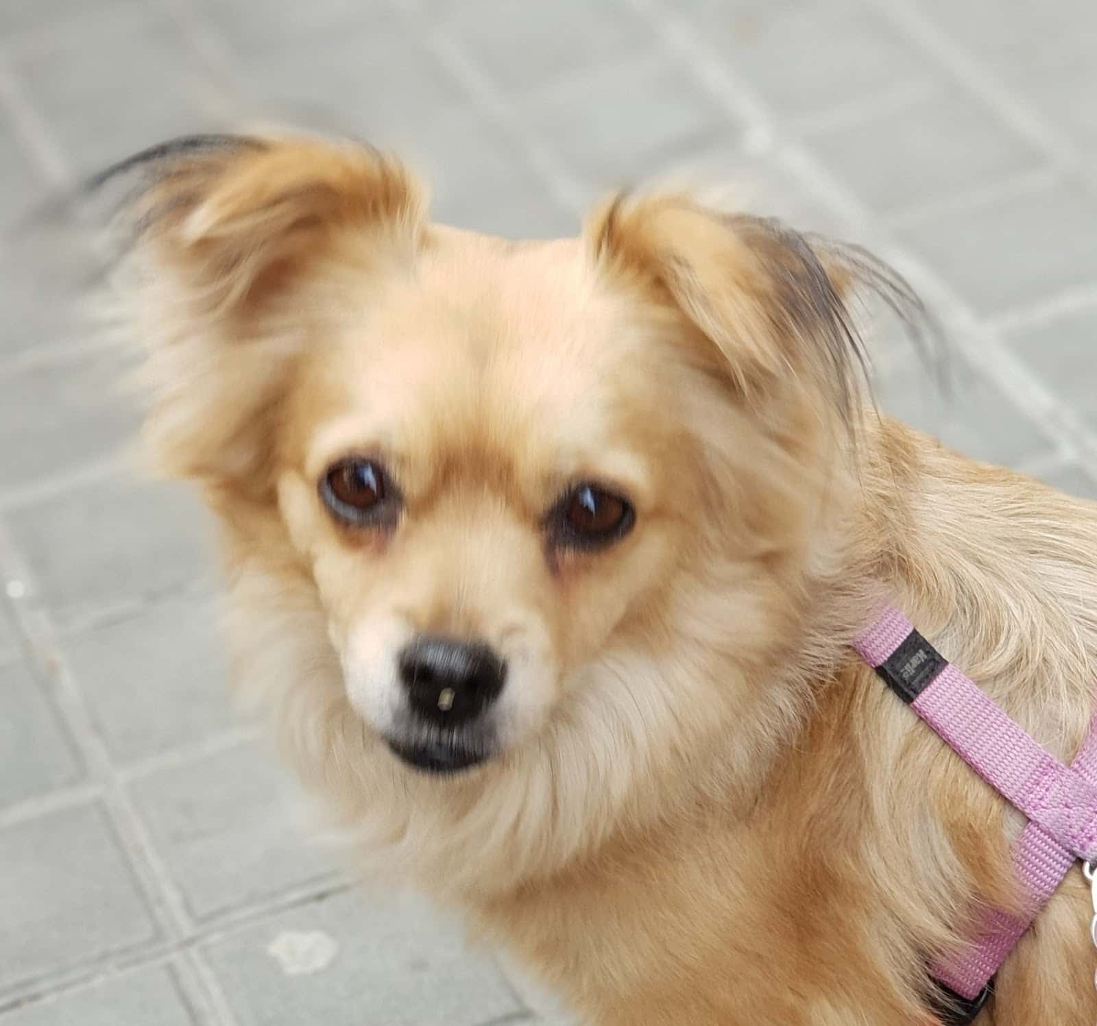 Clínica Veterinària Sagrada Família