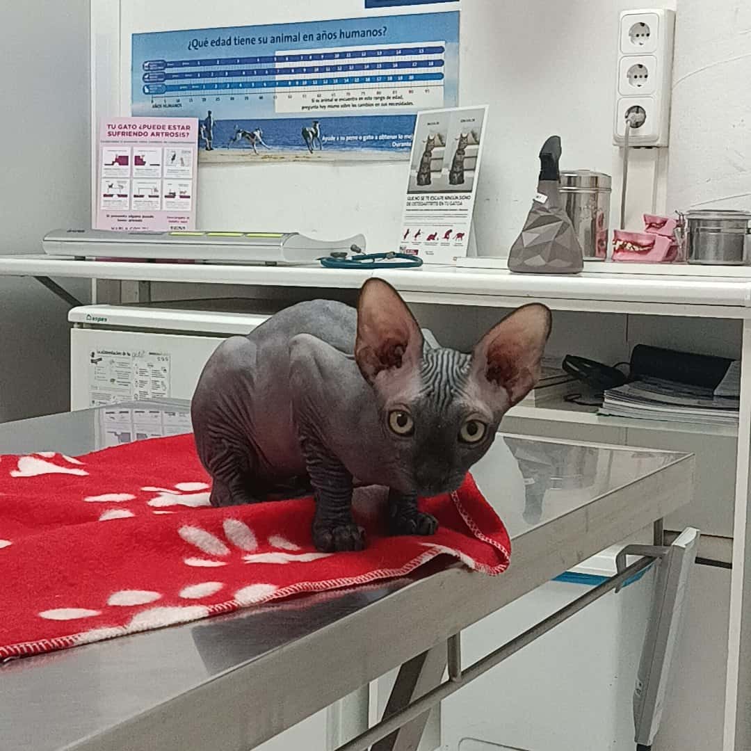 Medivet Castellbisbal