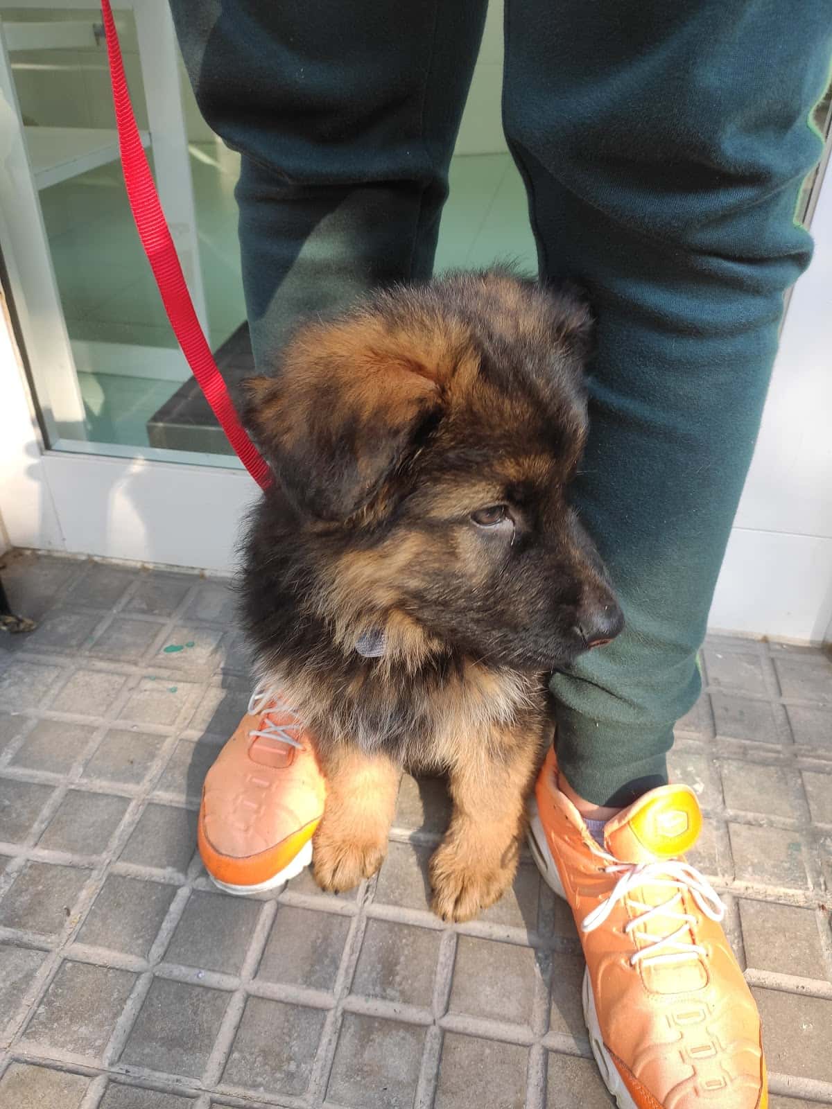 Clínica Veterinària Quisso