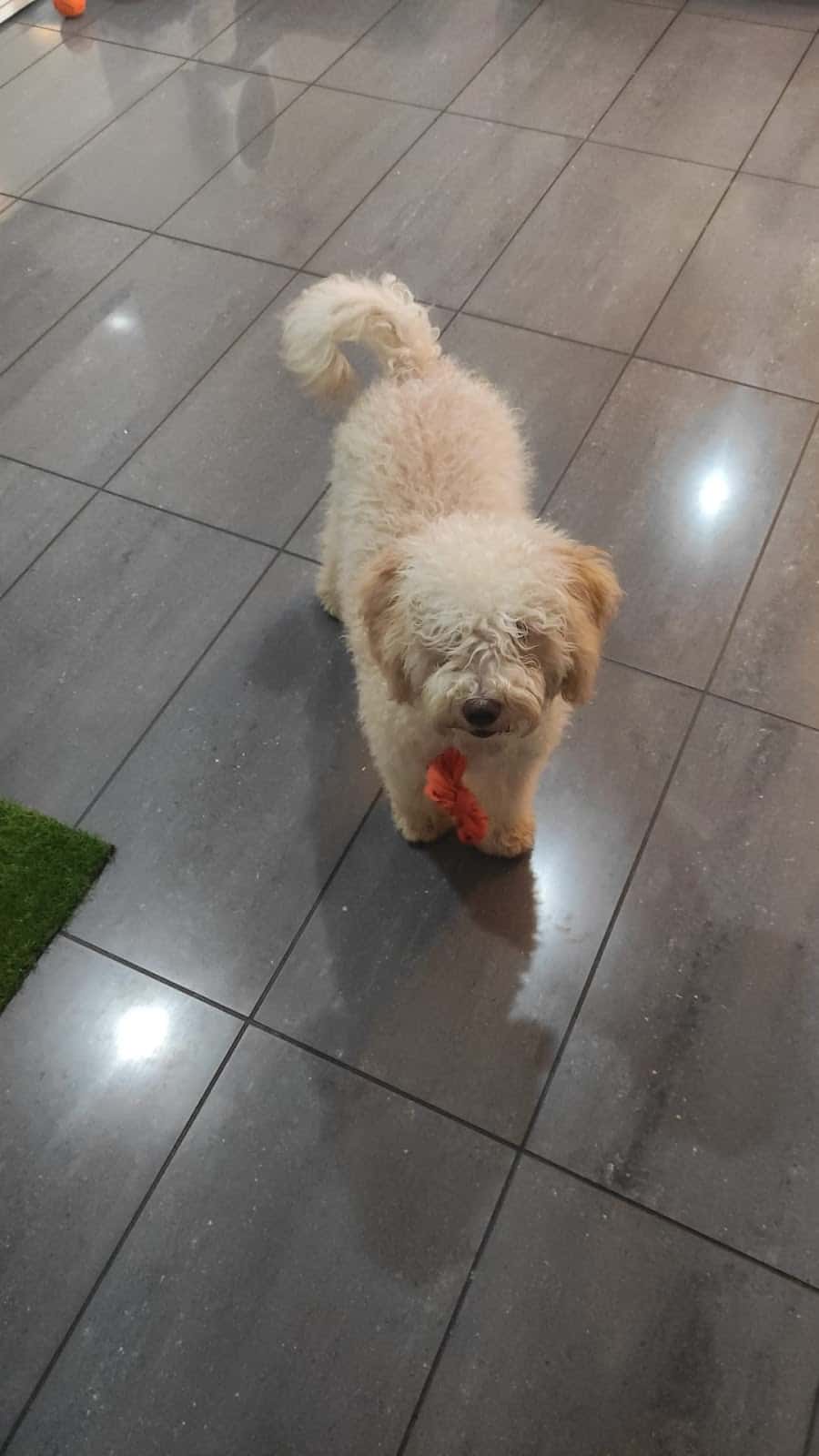Clínica Veterinària Quisso
