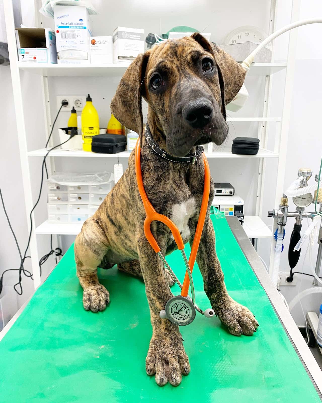 Bitxos Veterinaris