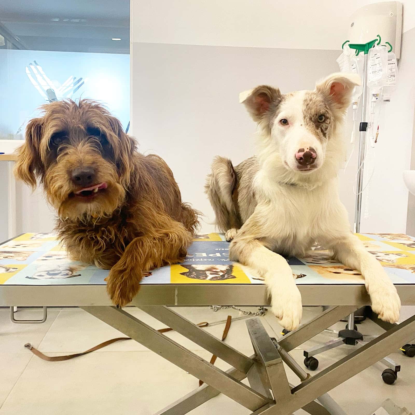 Bitxos Veterinaris