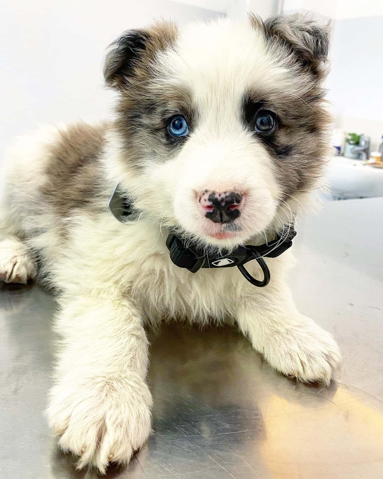 Bitxos Veterinaris