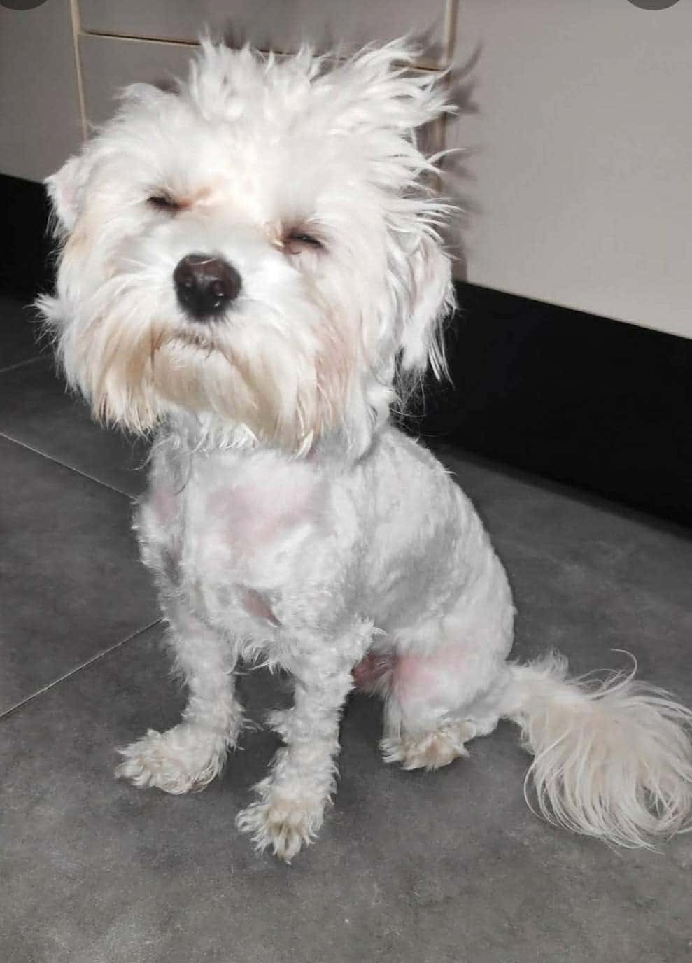 Clínica Veterinària Badalona