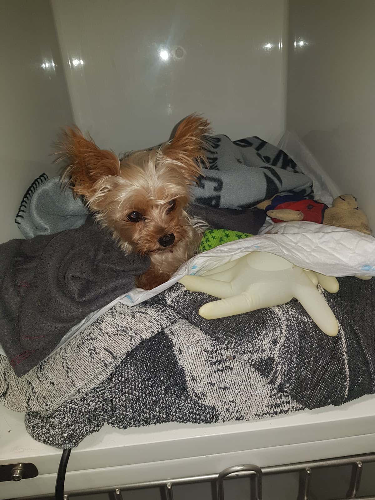 BCN Clinica Veterinaria