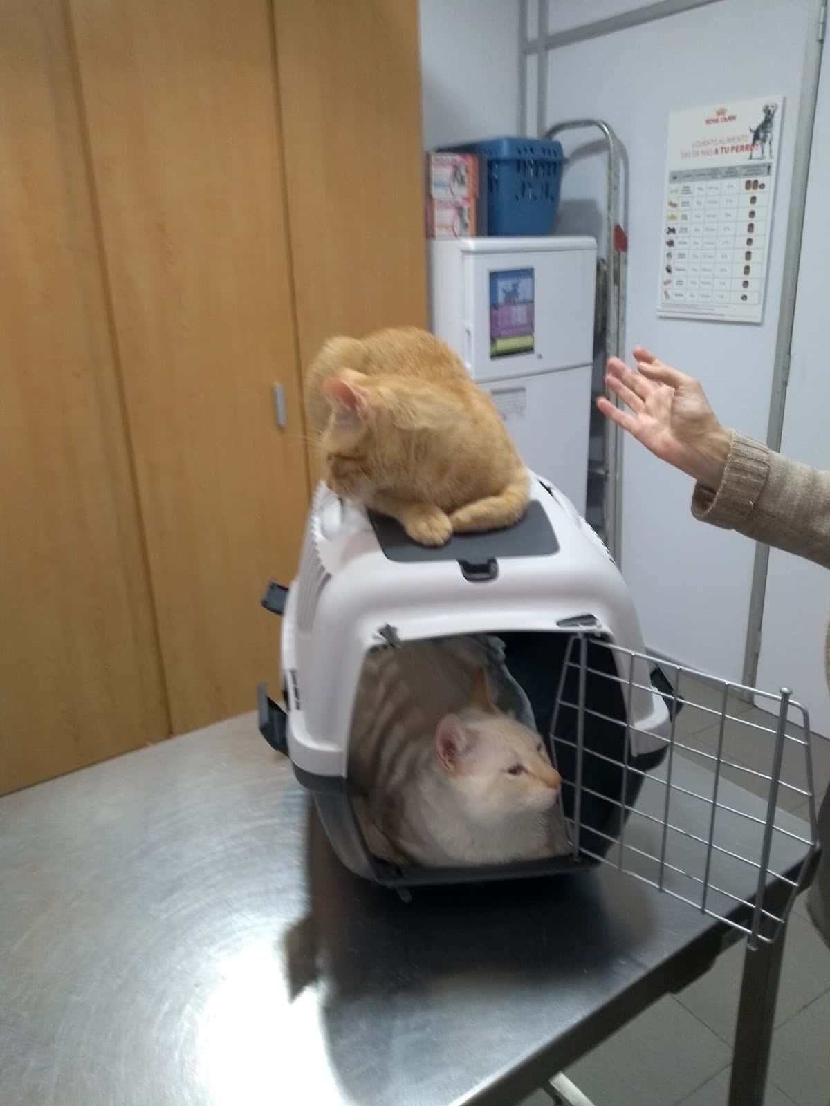 BCN Clinica Veterinaria