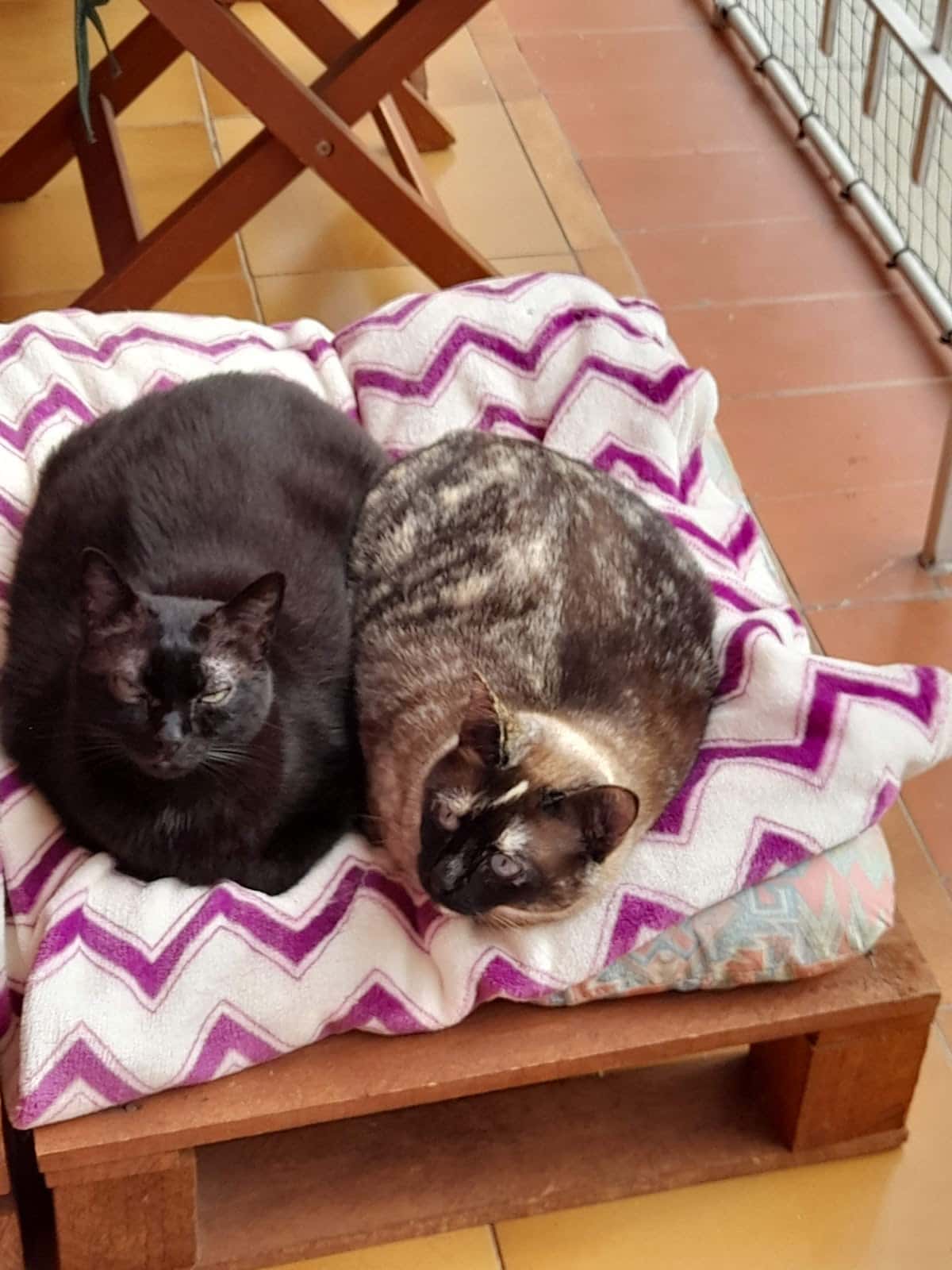 Centre Veterinari Porta