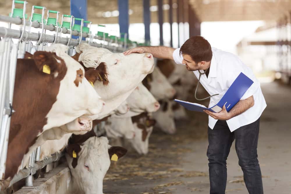 Clínica Veterinaria Montornés