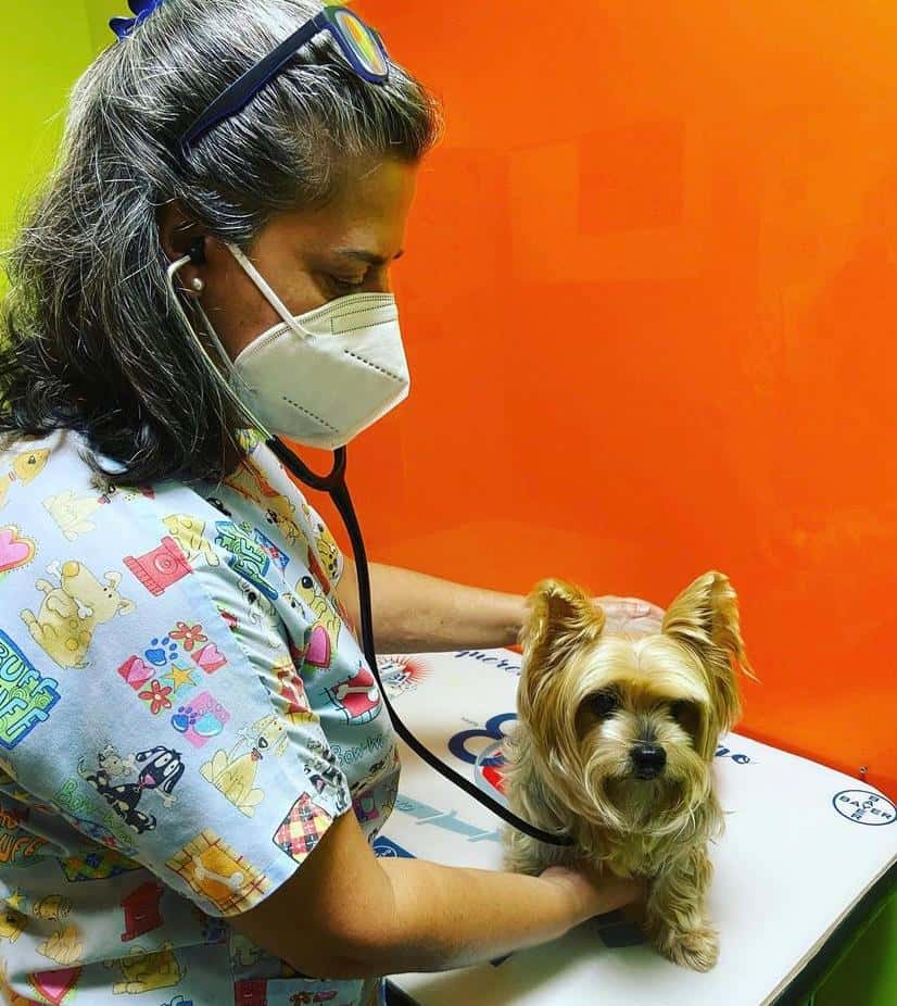 Clínica Veterinaria Montornés