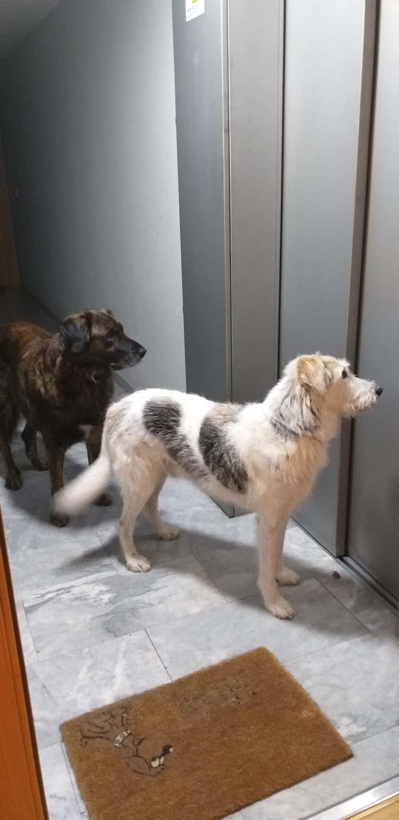 Isa-Vet Clínica Veterinària