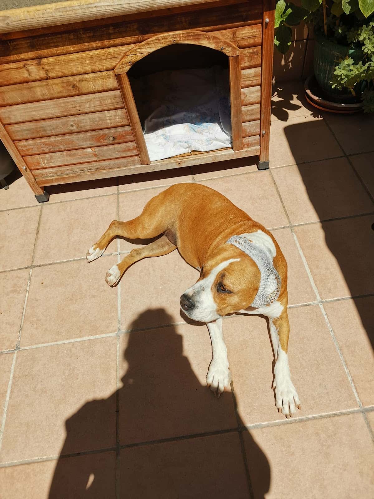 Clínica Veterinària Dob