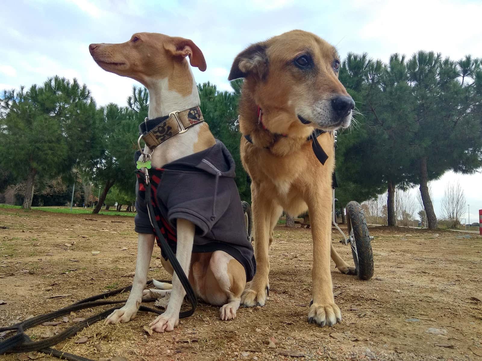 Clínica Veterinària Dob
