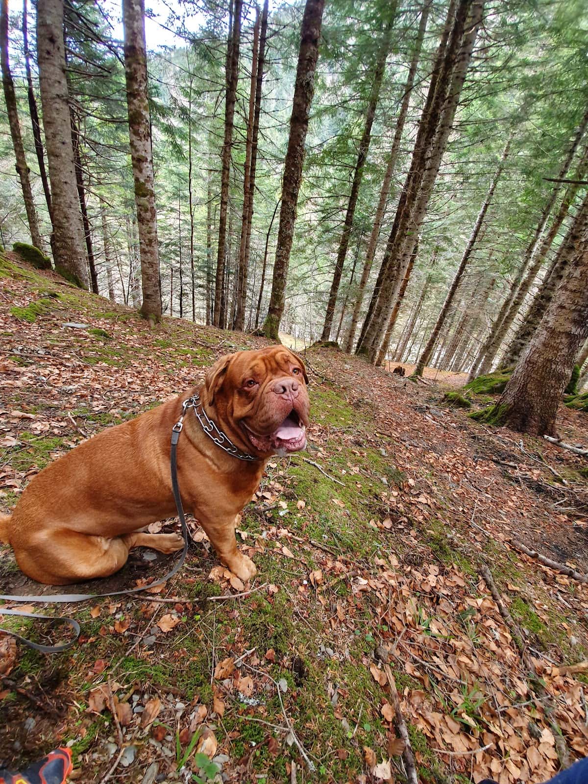 Clínica Veterinària Dob