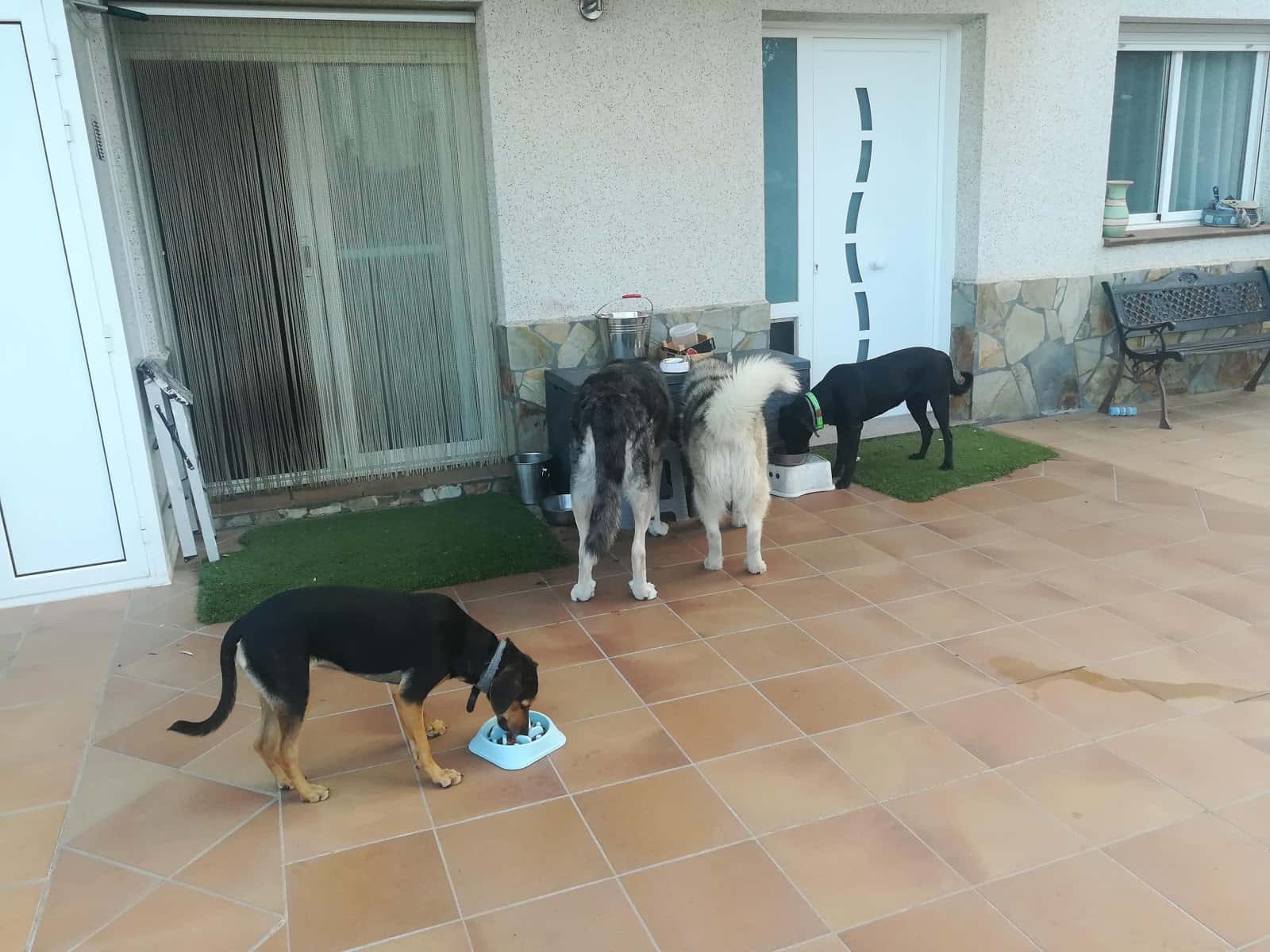 Clínica Veterinària Dob