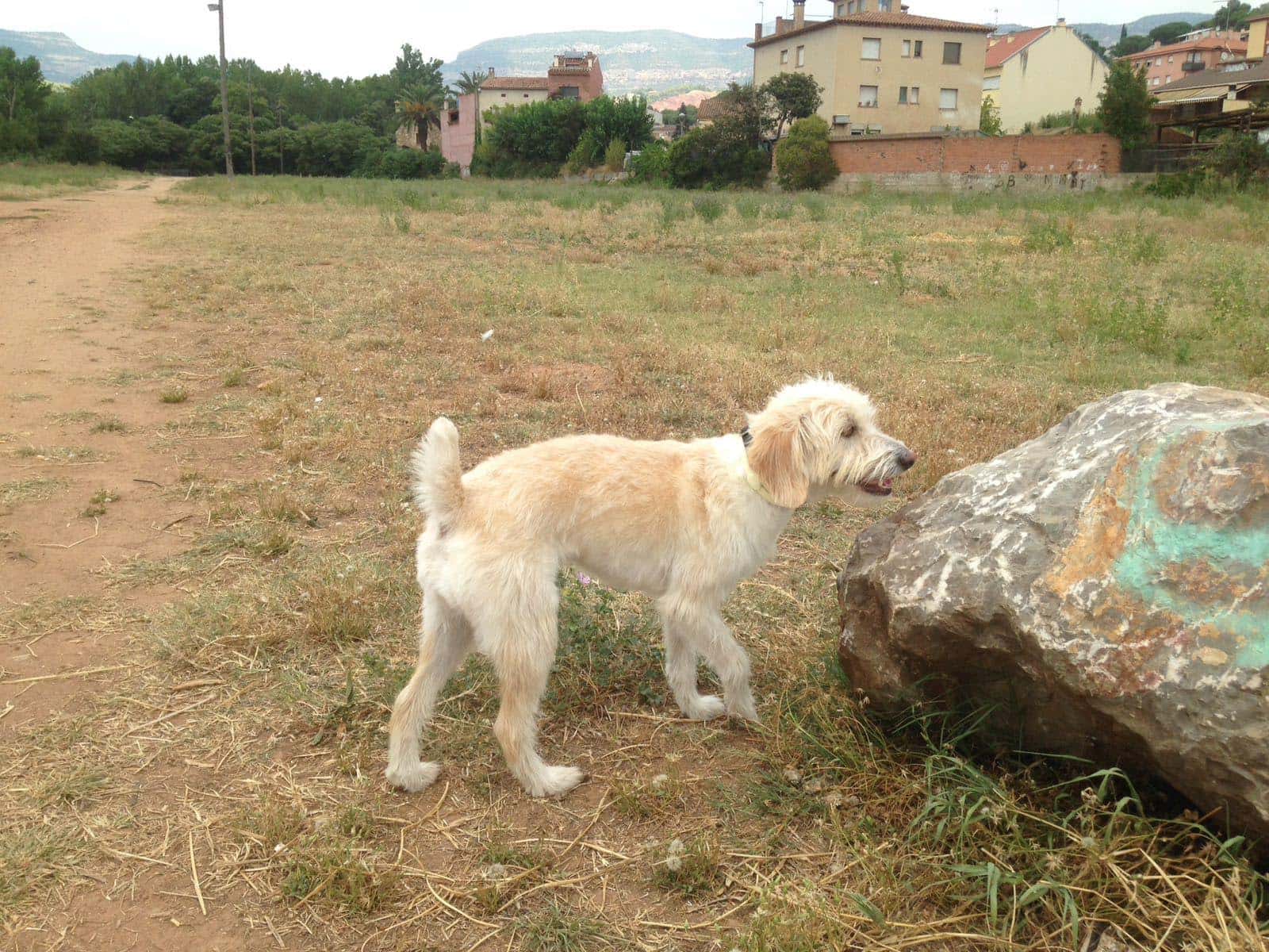salut veterinaria s l p veterinario centro en bigues i riells en barcelona principalImage ADOPTA Sitios Pet Friendly