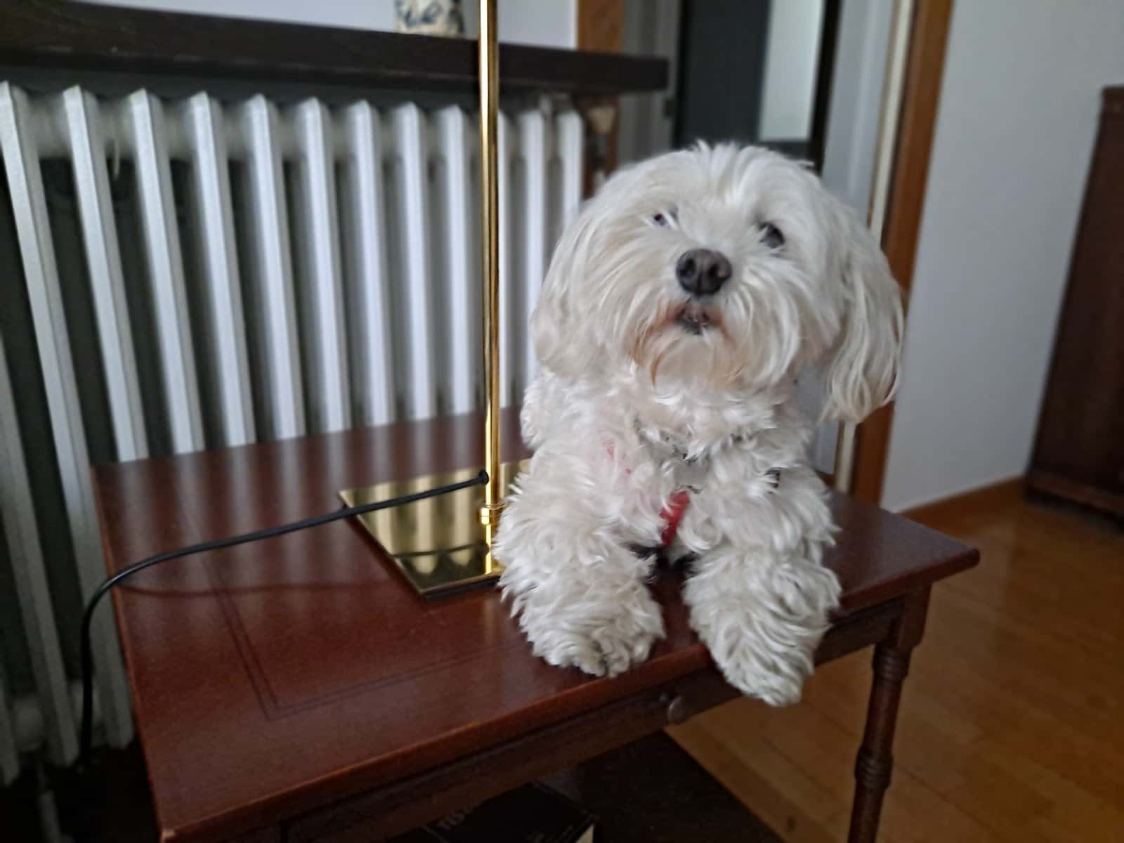 Veterinària El Papiol