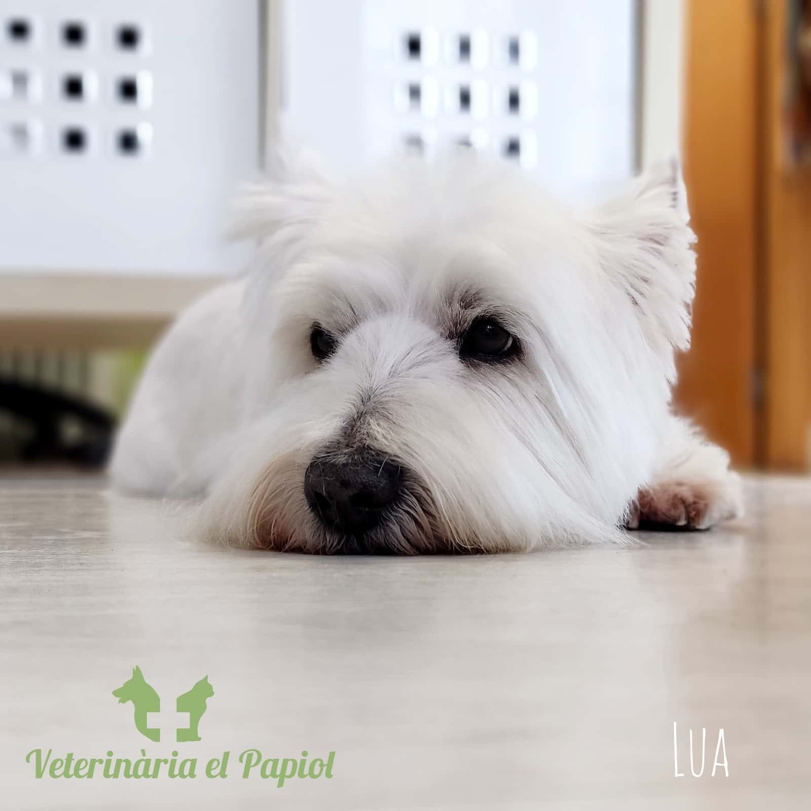 Veterinària El Papiol