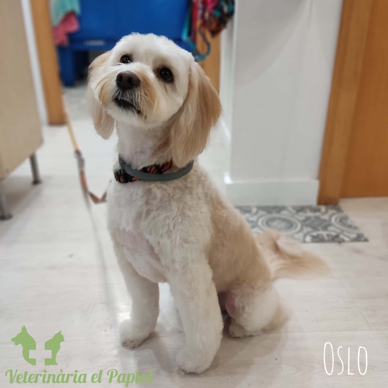 Veterinària El Papiol