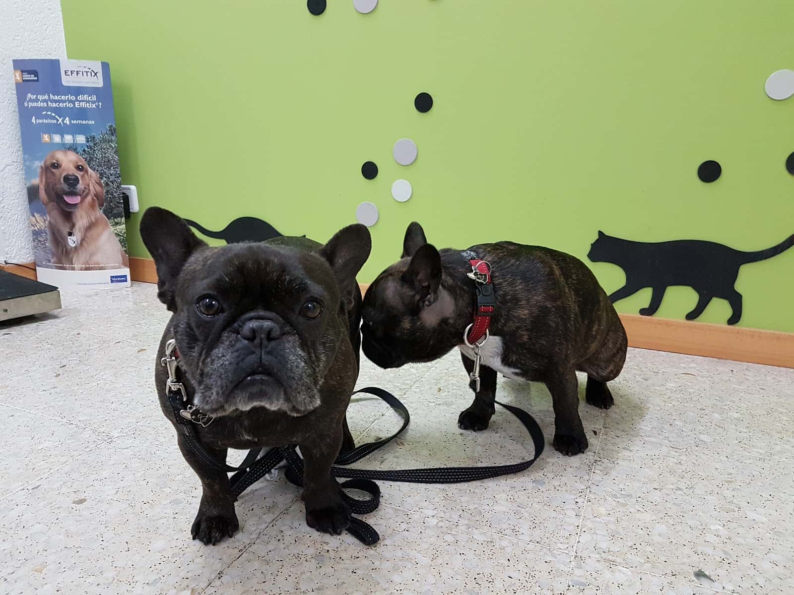 Clínica Veterinària Vallivet