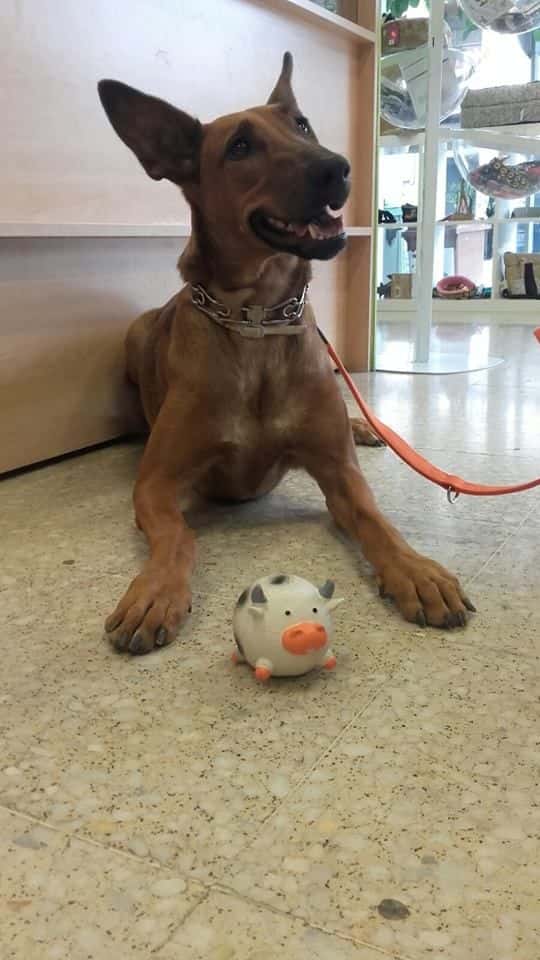 Clínica Veterinària Vallivet