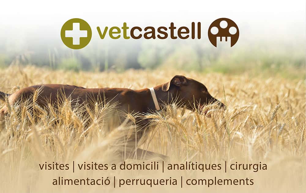 Vetcastell Centro Veterinari