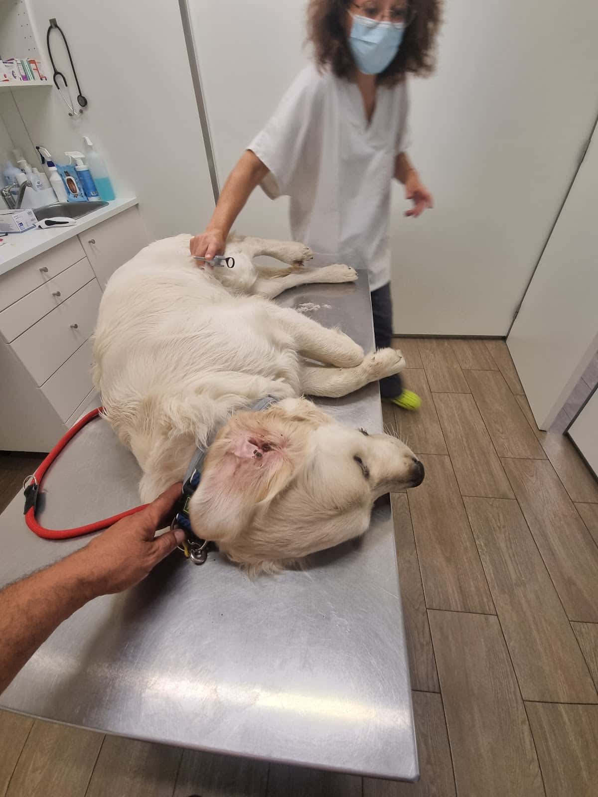 Vetcastell Centro Veterinari