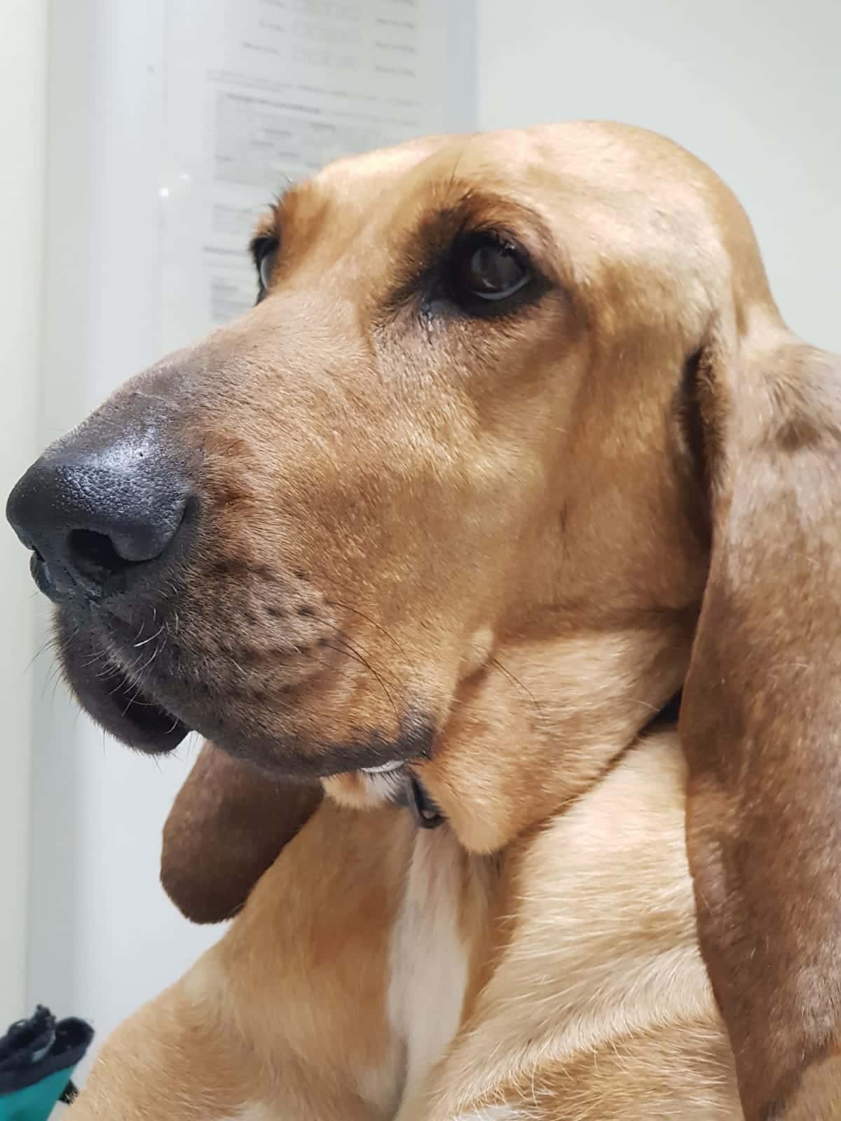 Pratdesaba Veterinaris Taradell