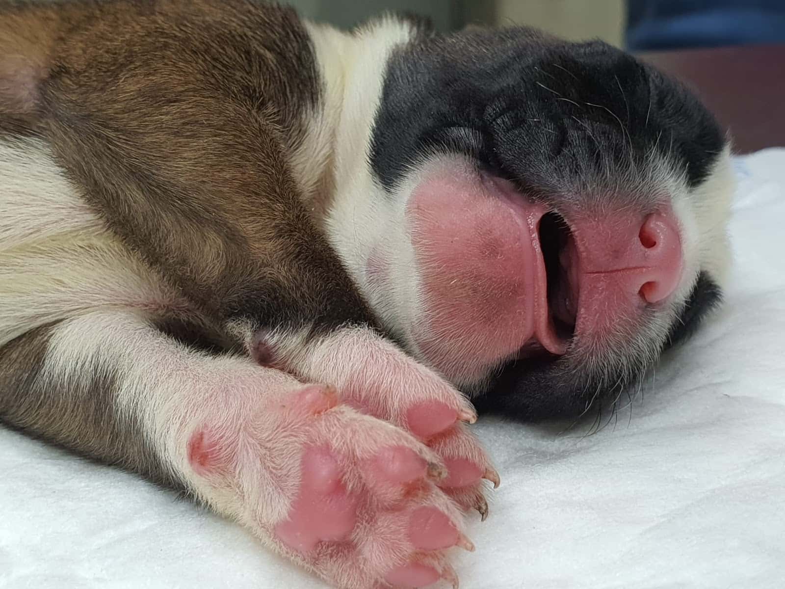 Pratdesaba Veterinaris Taradell