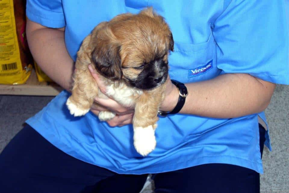 Consultori Veterinari Montserrat