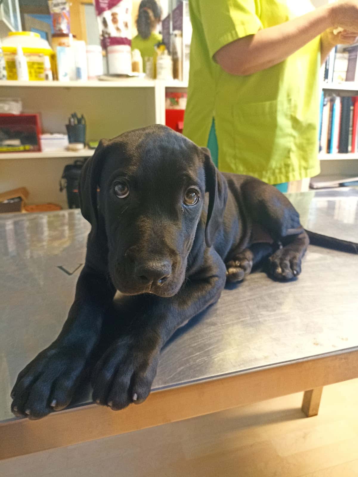 centre veterinari Santa Catalina