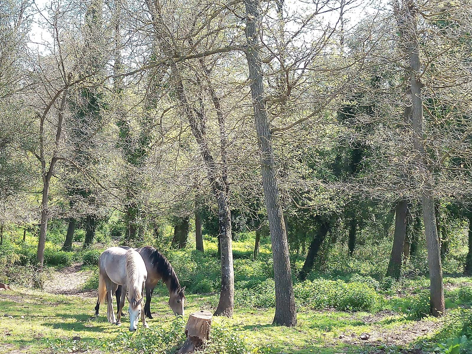 crea veterinaris scp veterinario centro en viladrau en girona principalImage ADOPTA Sitios Pet Friendly