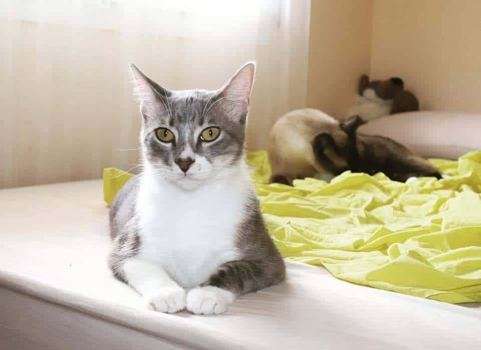 Clínica Veterinària Betulia