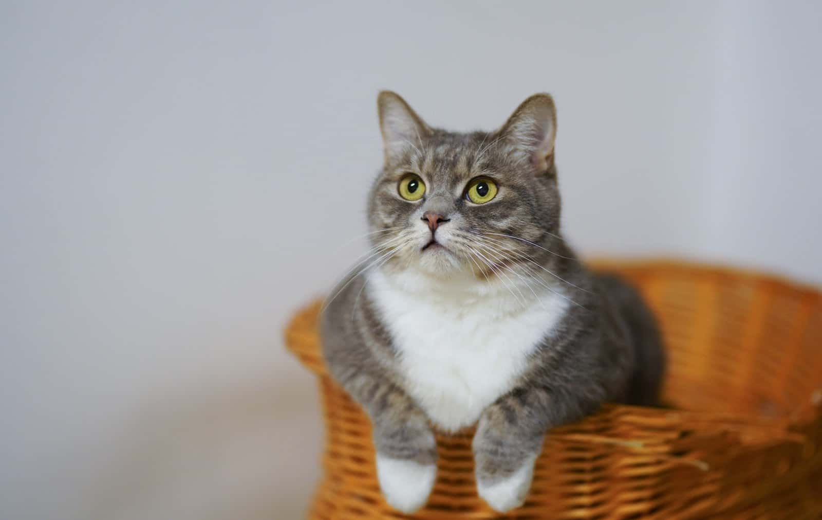 Clínica Veterinària Betulia