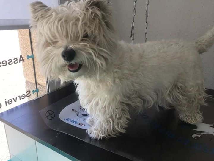 Clínica Veterinaria Doctor Vet. Veterinario de Urgencias para tus Mascotas.