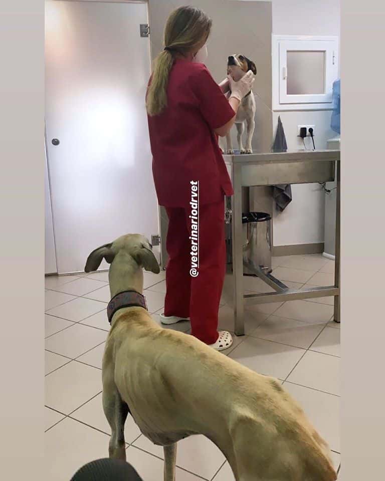 Clínica Veterinaria Doctor Vet. Veterinario de Urgencias para tus Mascotas.