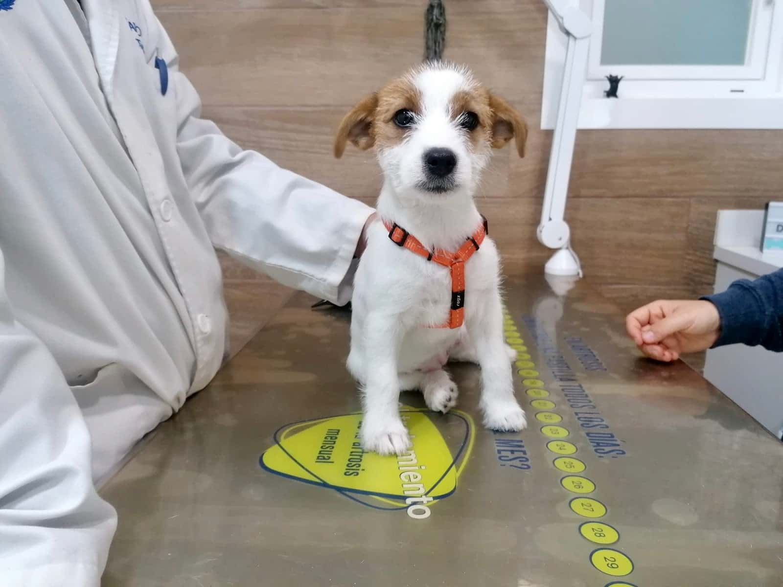 Clínica Veterinaria Doctor Vet. Veterinario de Urgencias para tus Mascotas.