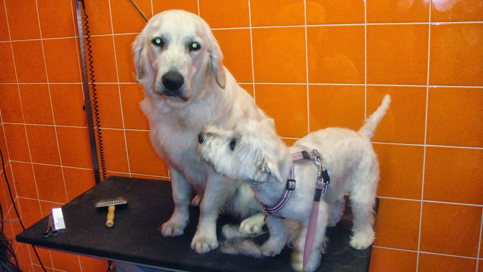 SANTA PERPÈTUA VETERINARIS