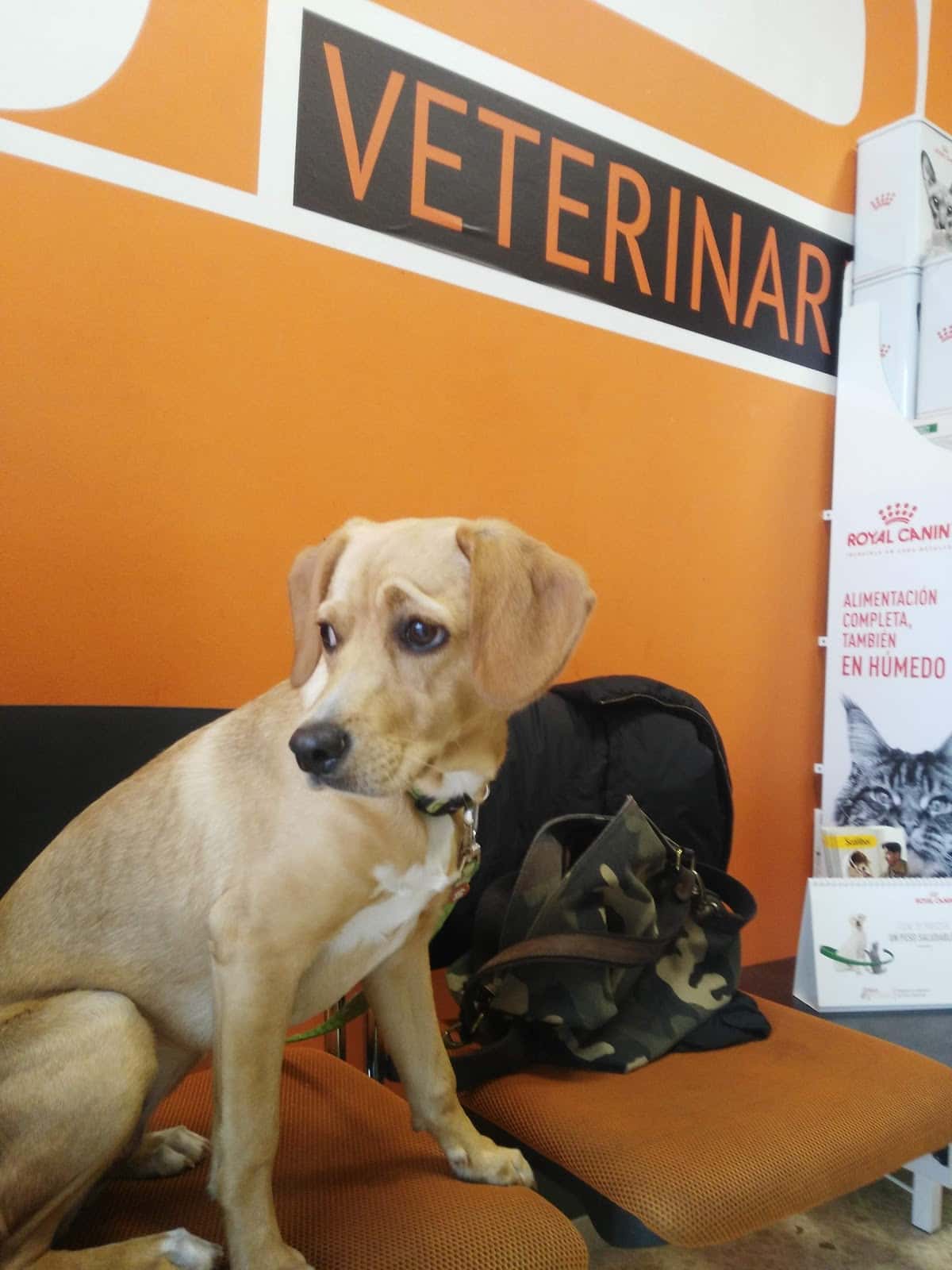 SANTA PERPÈTUA VETERINARIS