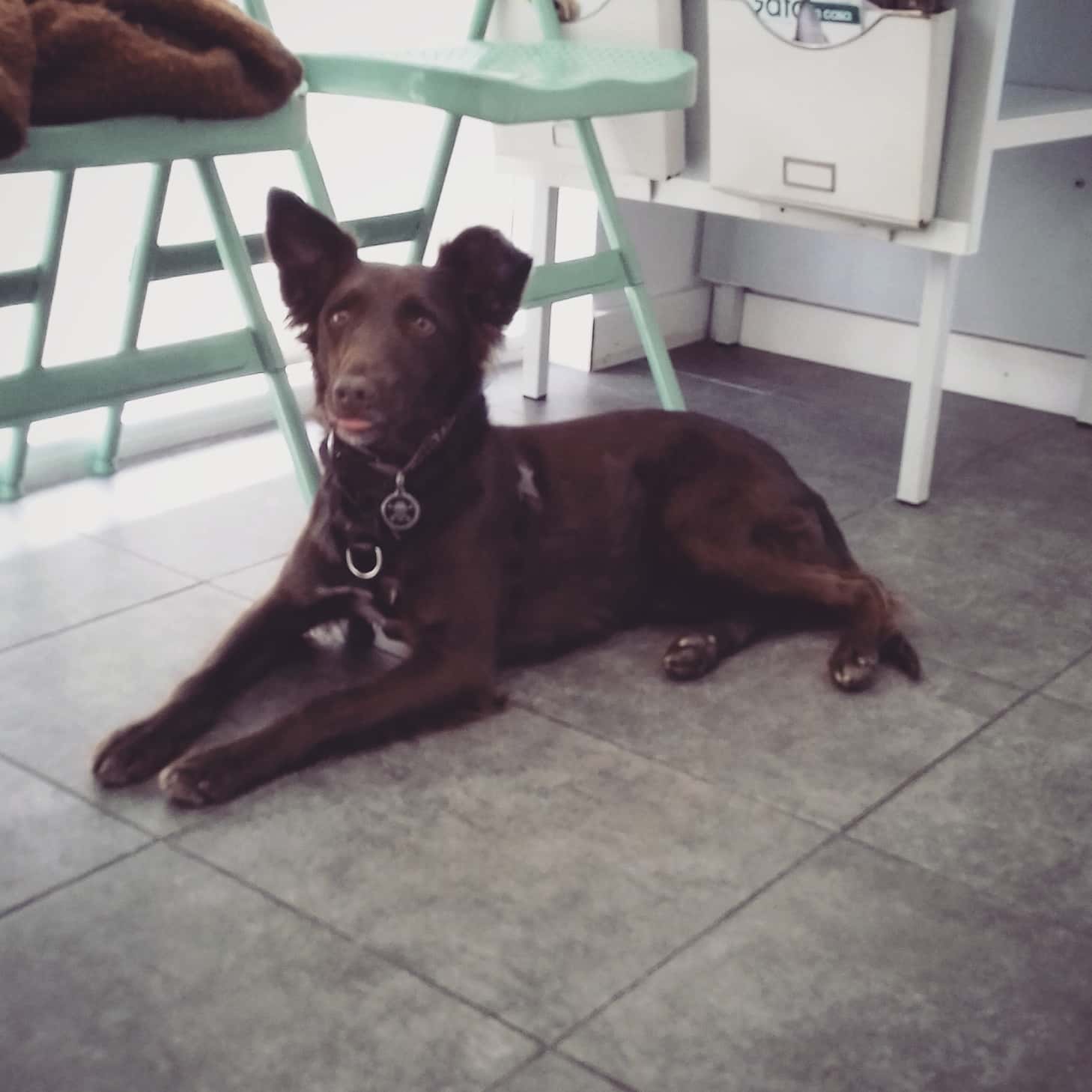 Fost Veterinarios