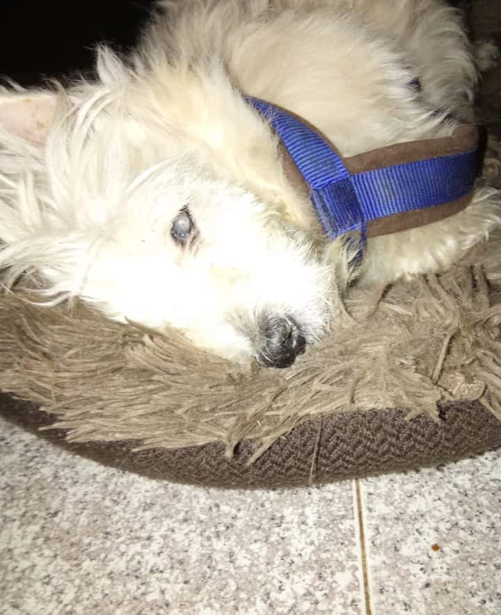 Nou Premià Veterinaris (VETERALIA)