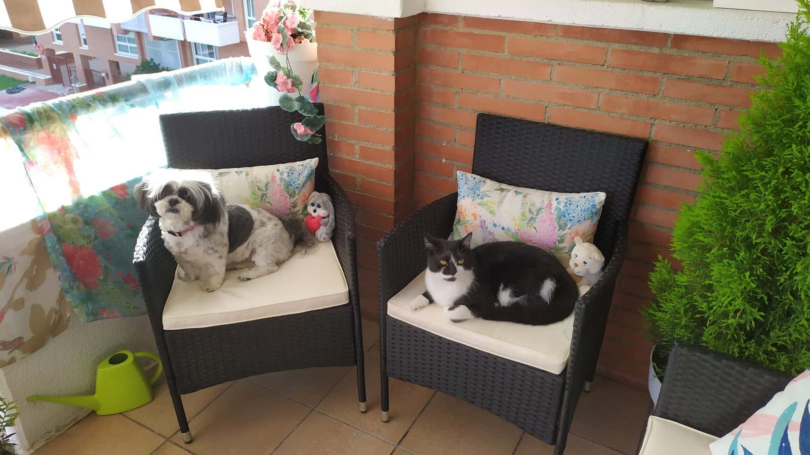 Nou Premià Veterinaris (VETERALIA)