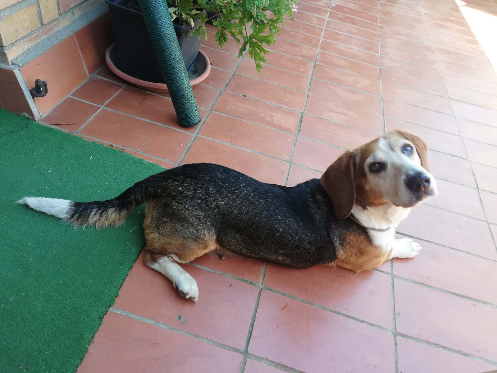nou premia veterinaris veteralia veterinario centro en premia de mar en barcelona photo undefined ADOPTA Sitios Pet Friendly