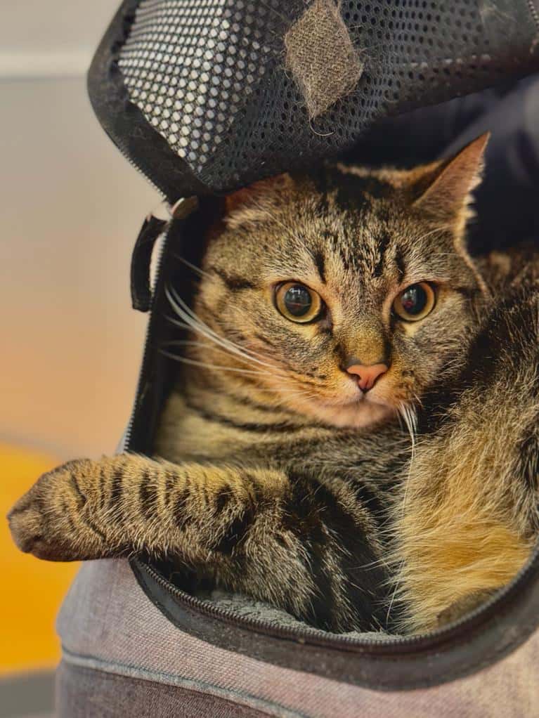 Clínica Veterinaria Grau