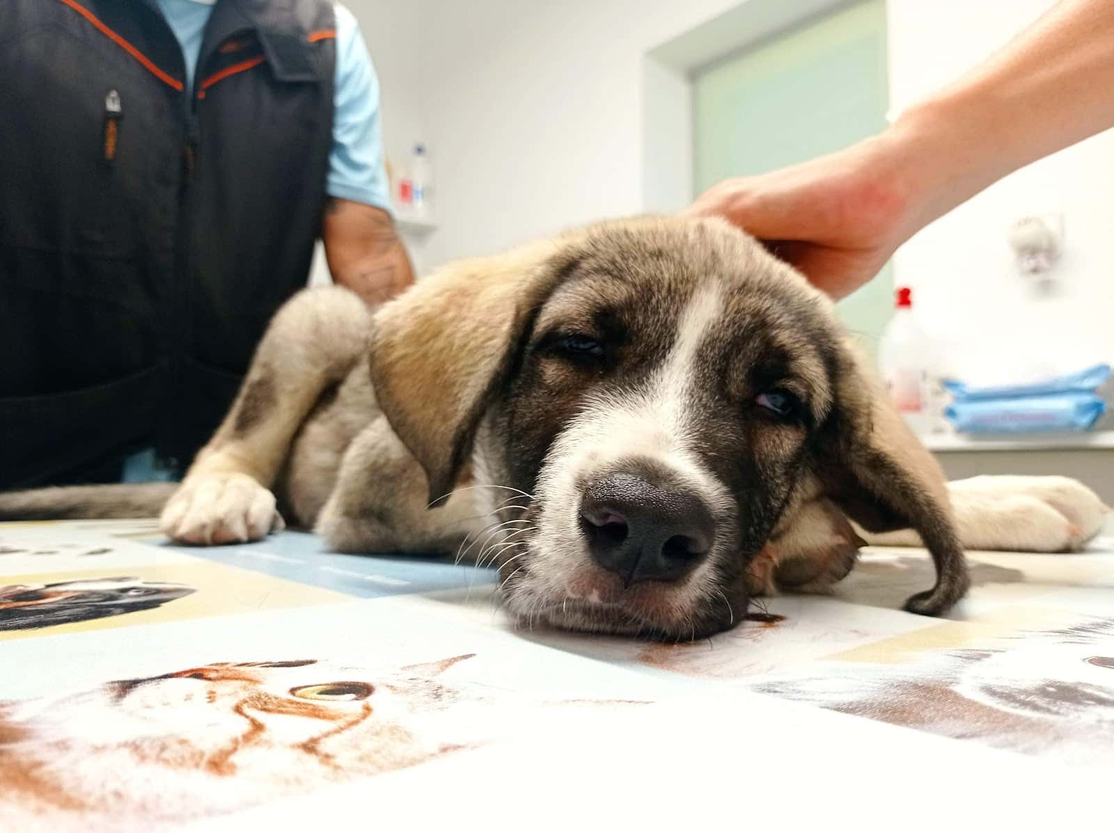 Clínica Veterinaria Grau