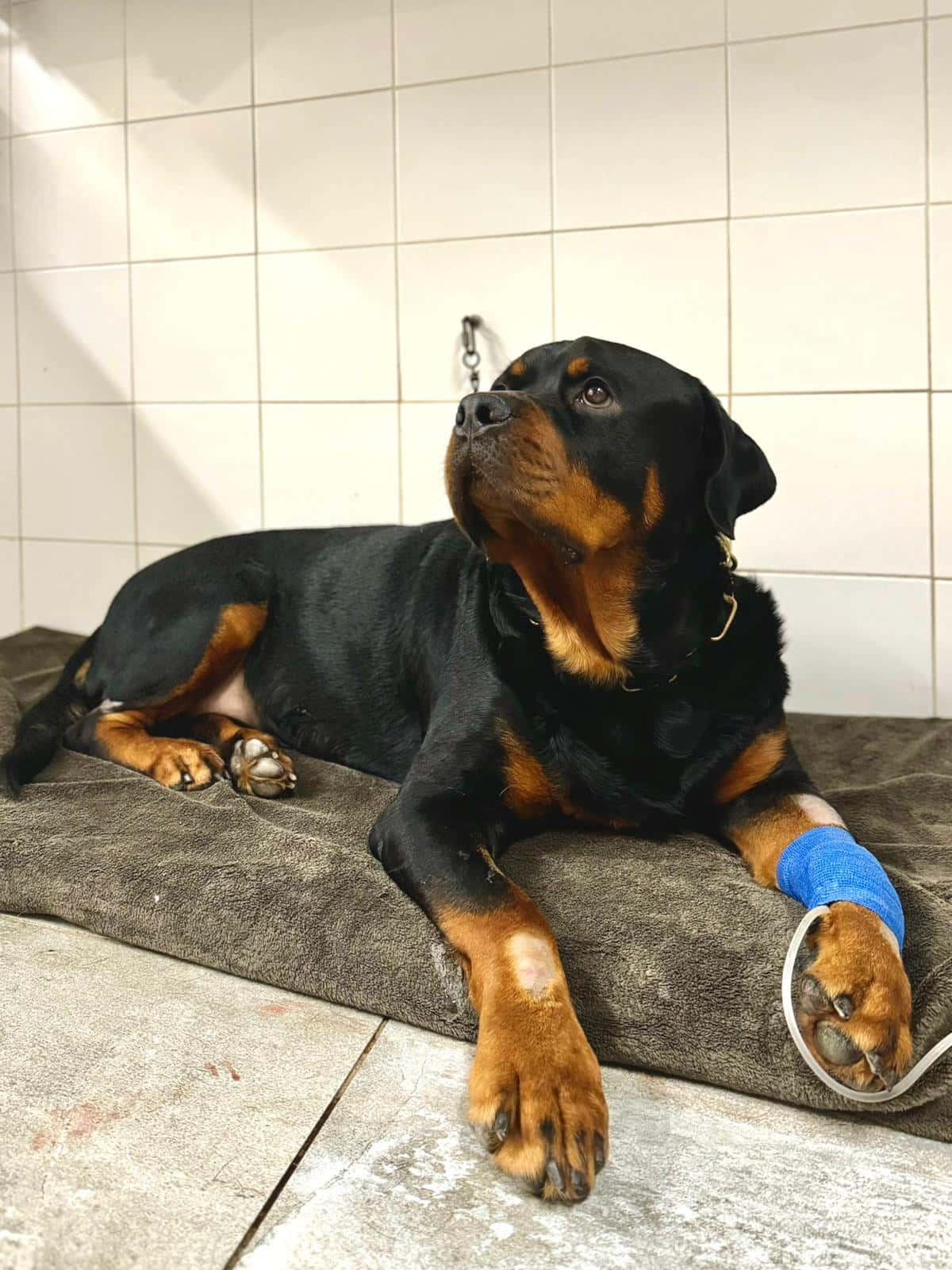 Clínica Veterinaria Grau