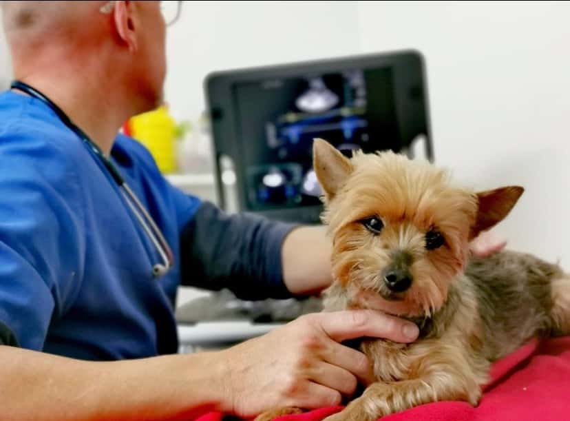 clinica veterinaria grau veterinario clinica en terrassa en barcelona principalImage ADOPTA Sitios Pet Friendly