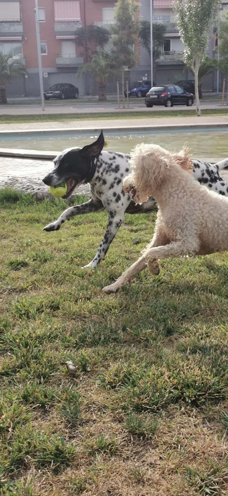 Clínica Veterinària Capdevila SLP