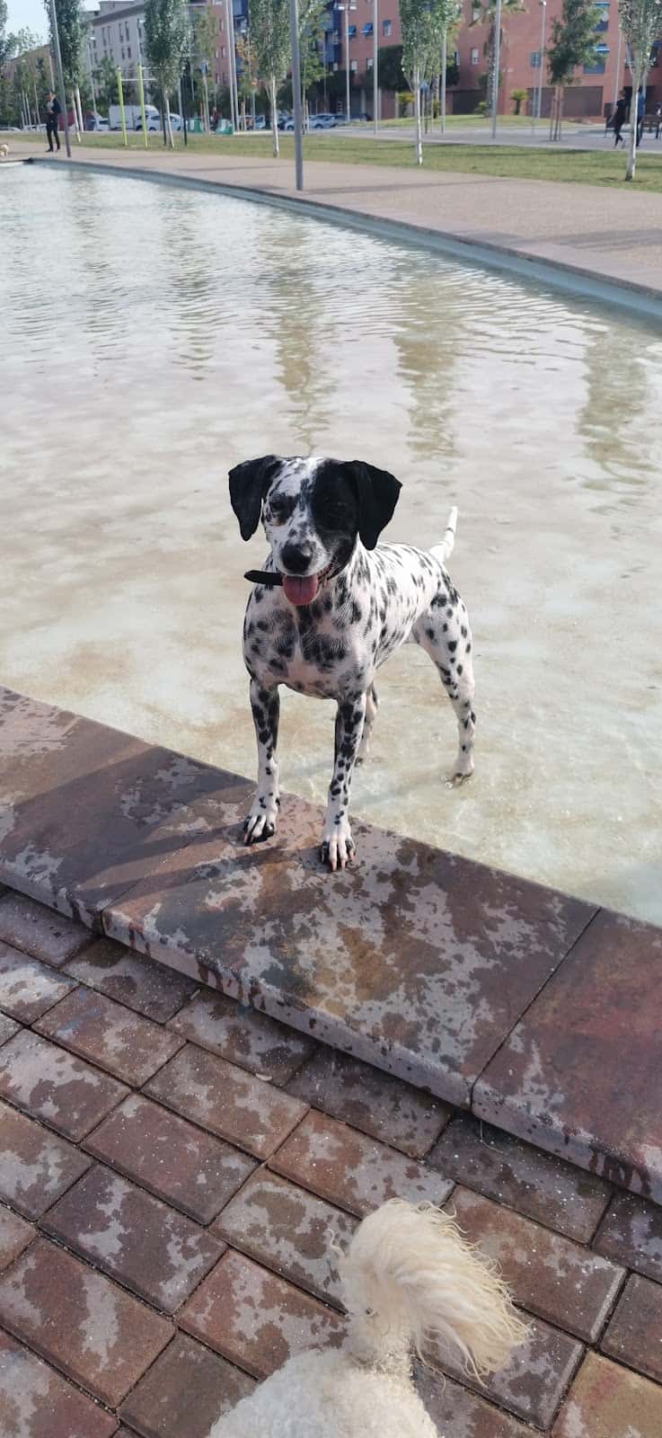 Clínica Veterinària Capdevila SLP