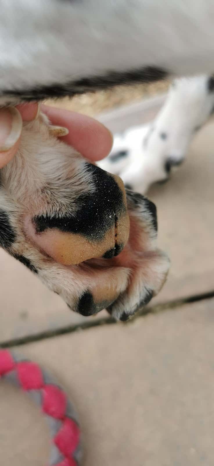 Clínica Veterinària Capdevila SLP